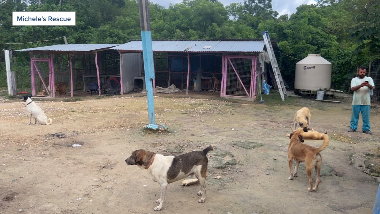 PHOTO 4 wide shot of rescue dogs.jpg