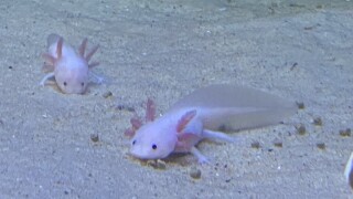 Axolotl Virginia Zoo
