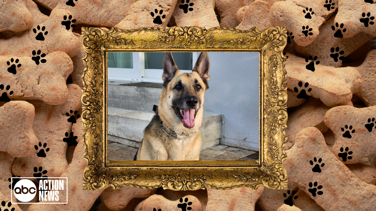 Rescues in Action Josie