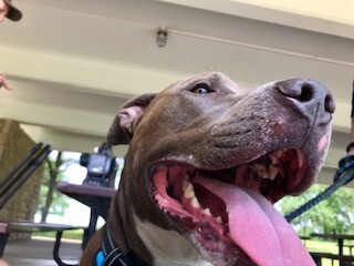 Mack-KCK pit bull ban repealed