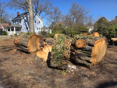 Hampton big tree cut down