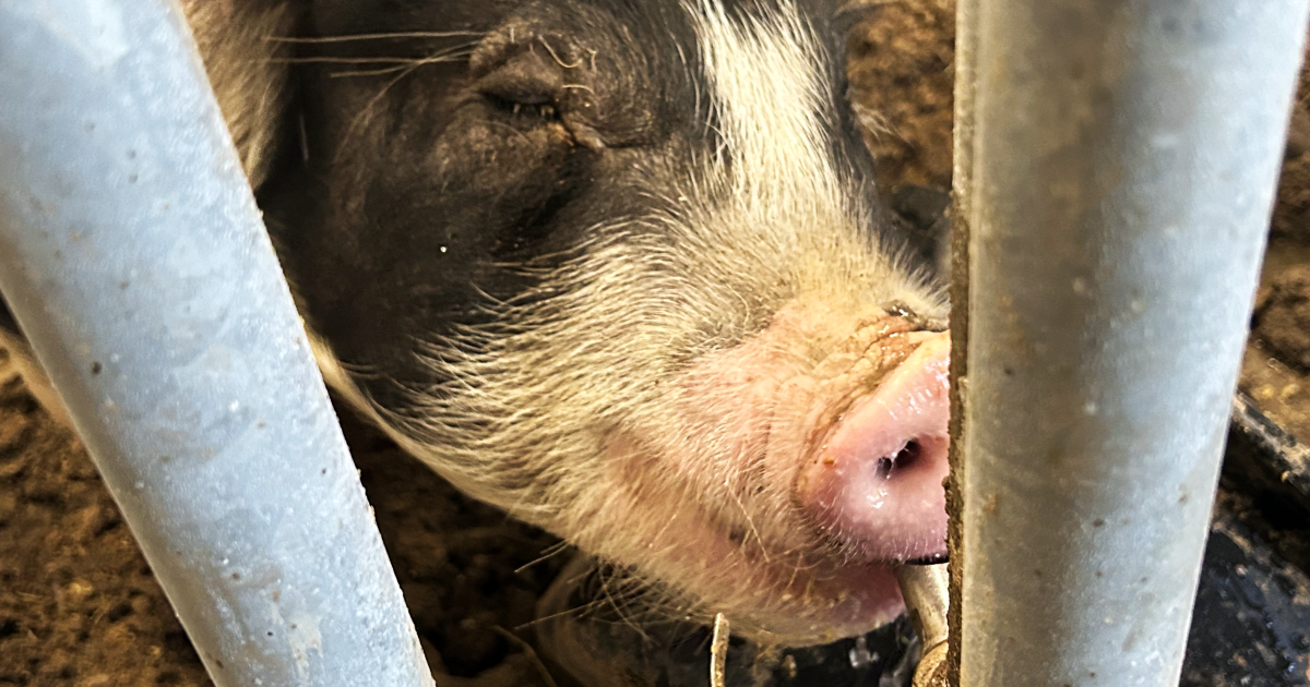 New ag barn at San Diego ISD - Vimarsana News