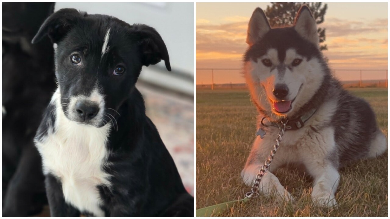 PAWS Of Chinook presents Pets Of The Week: Kes and Jack