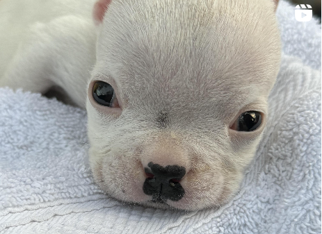 G-Night, an American bulldog, was left abandoned in Port St. Lucie and died later. March 4, 2024.png