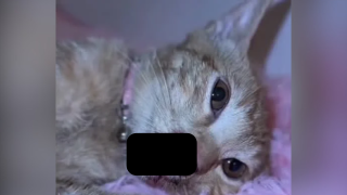 Cat arrest 2.png