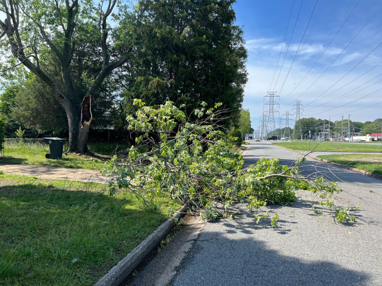 HP Chestnut Avenue tree down (May 16).jpeg