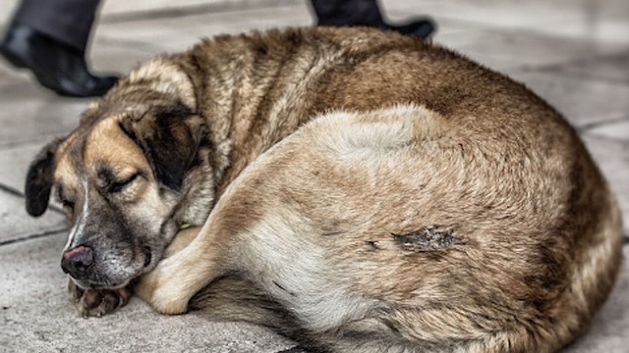 What does your dog dream about? A Harvard psychologist may have the answer