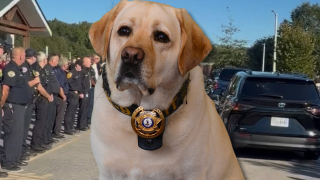 K9 Cinco.png