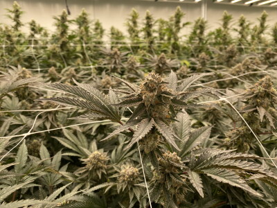 HOLLER CANNABIS CO. FACILITY