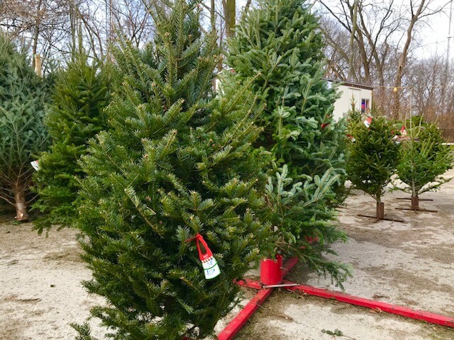 tree 2.jpg