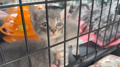 CUTE CAT 1.JPEG