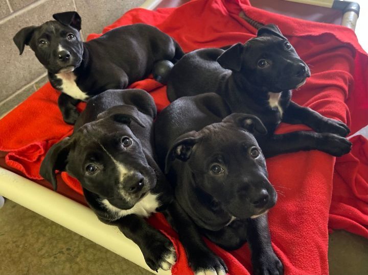 Puppies laying on cot 2