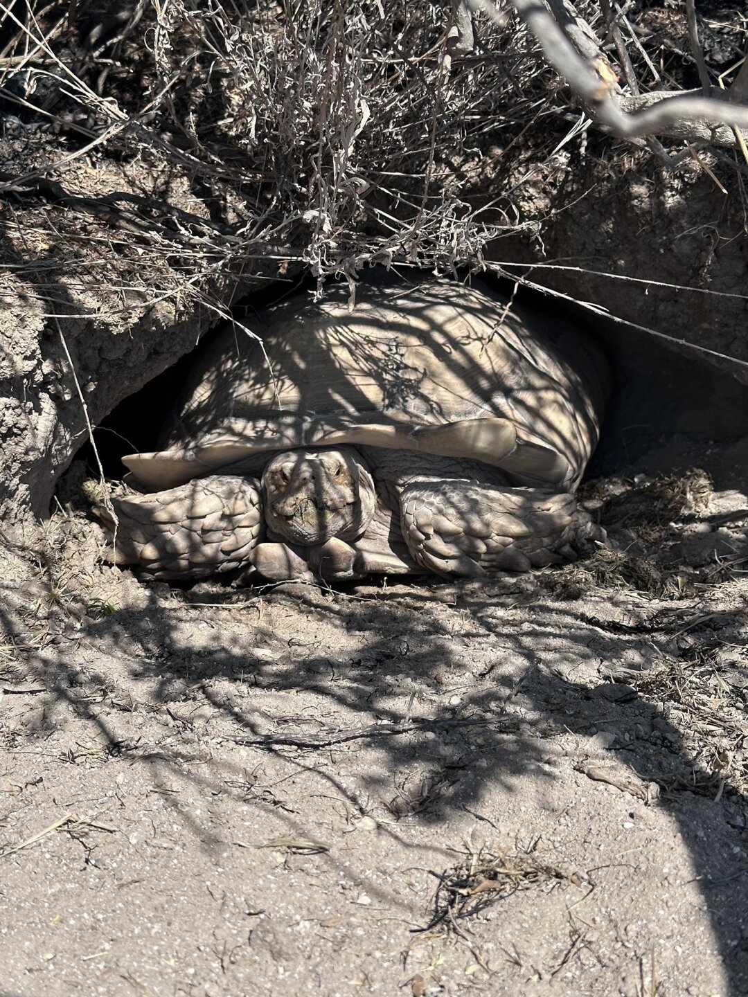 orion tortoise cal fire.jpg