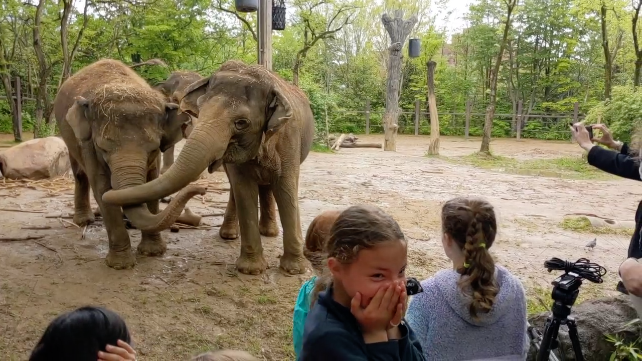 The Baker Girls meeting elephants.png