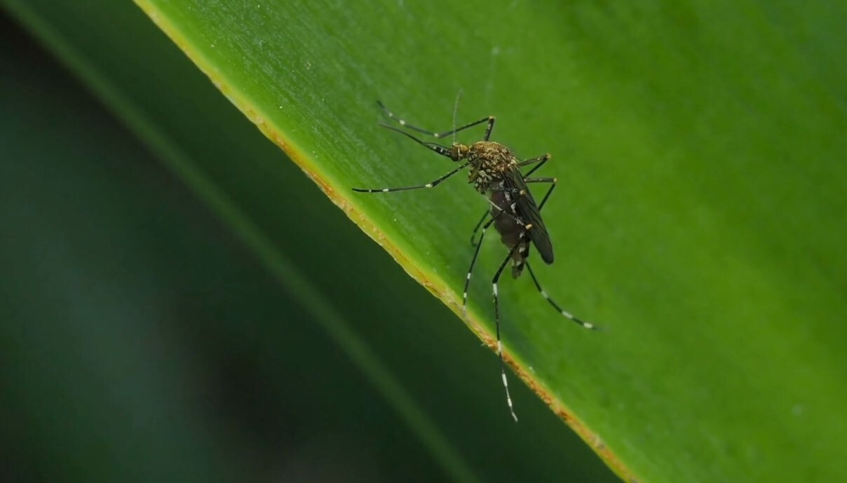 mosquito.jpg