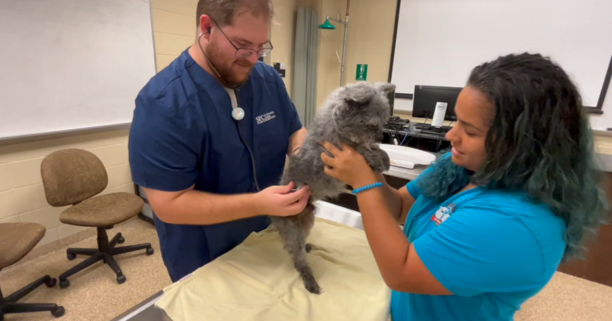 Tully's Tails: Vets in training learn, donate time to help local rescues - Vimarsana News