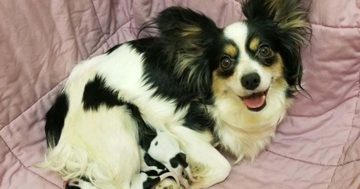 Idaho Humane Society given ownership of 55 dogs and three cats