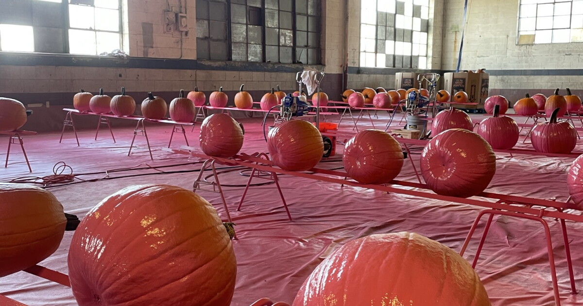 Pinkn' Patch spray painting 20K pumpkins for fight against breast cancer - Vimarsana News