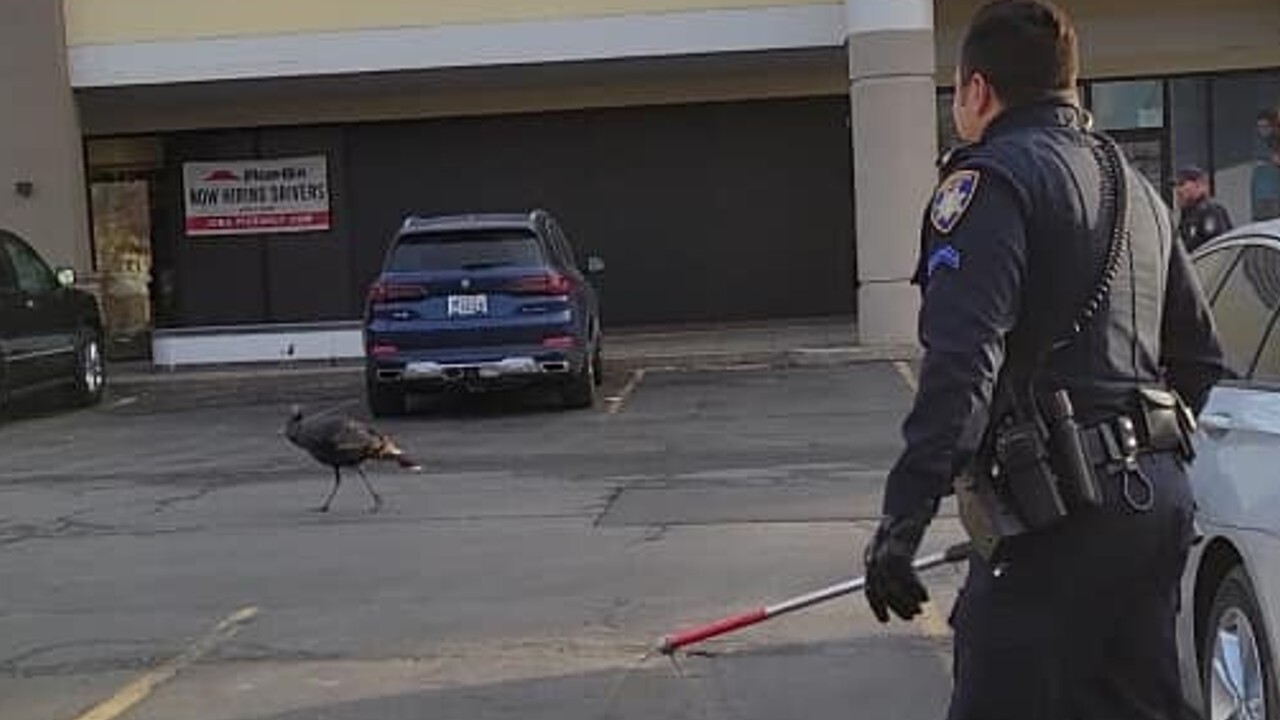 Officers stalk turkey.jpg