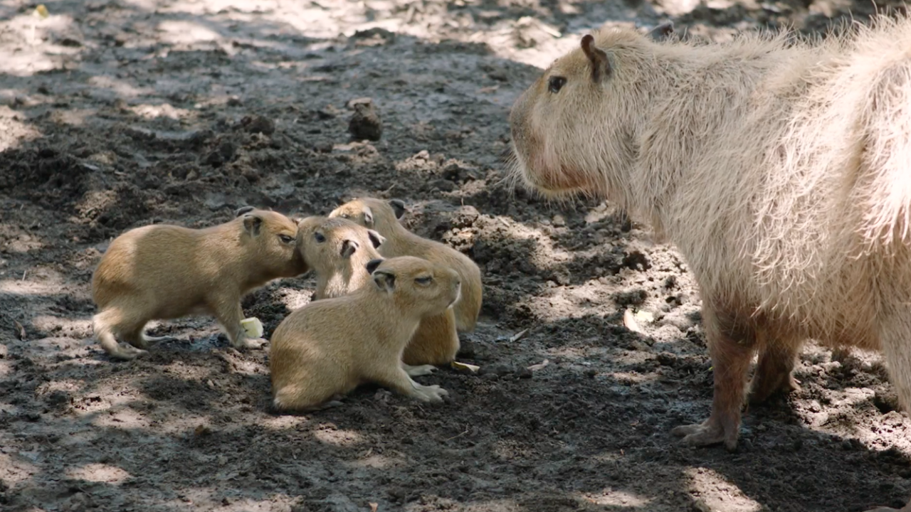 Four Capybara pups born at the San Diego Zoo