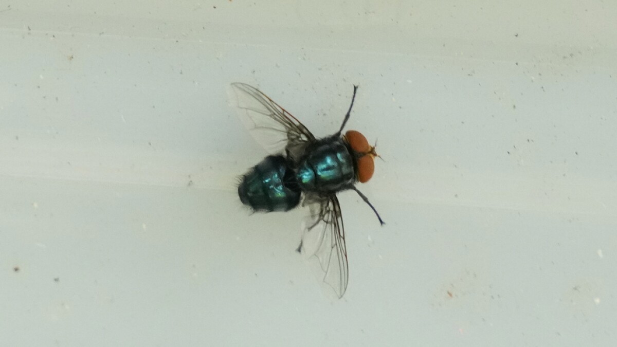 Screwworm found on horse imported from Argentina to Florida