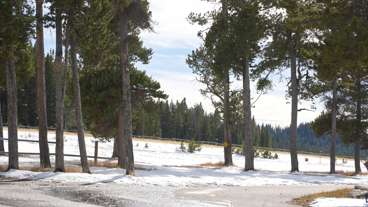 Bighorn Forest, October 19