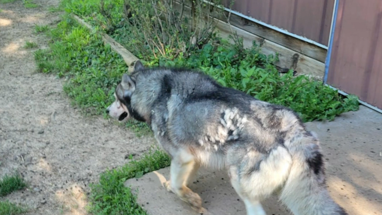 Platinum Sky Farm dog attack