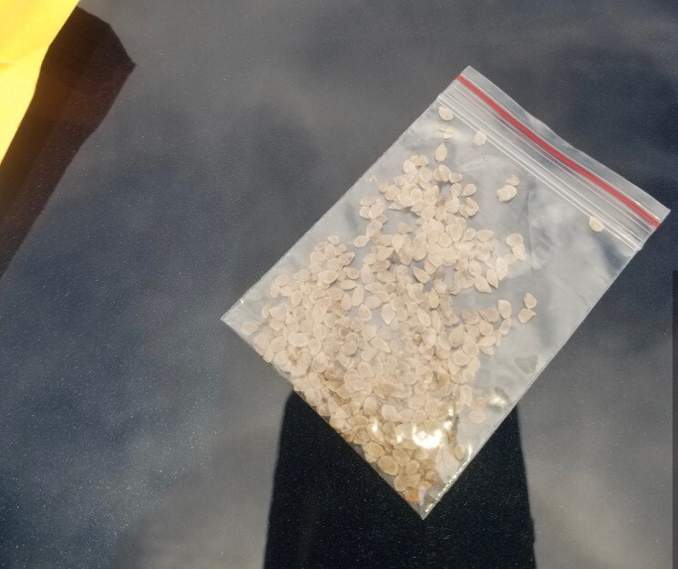 seeds3.jpg