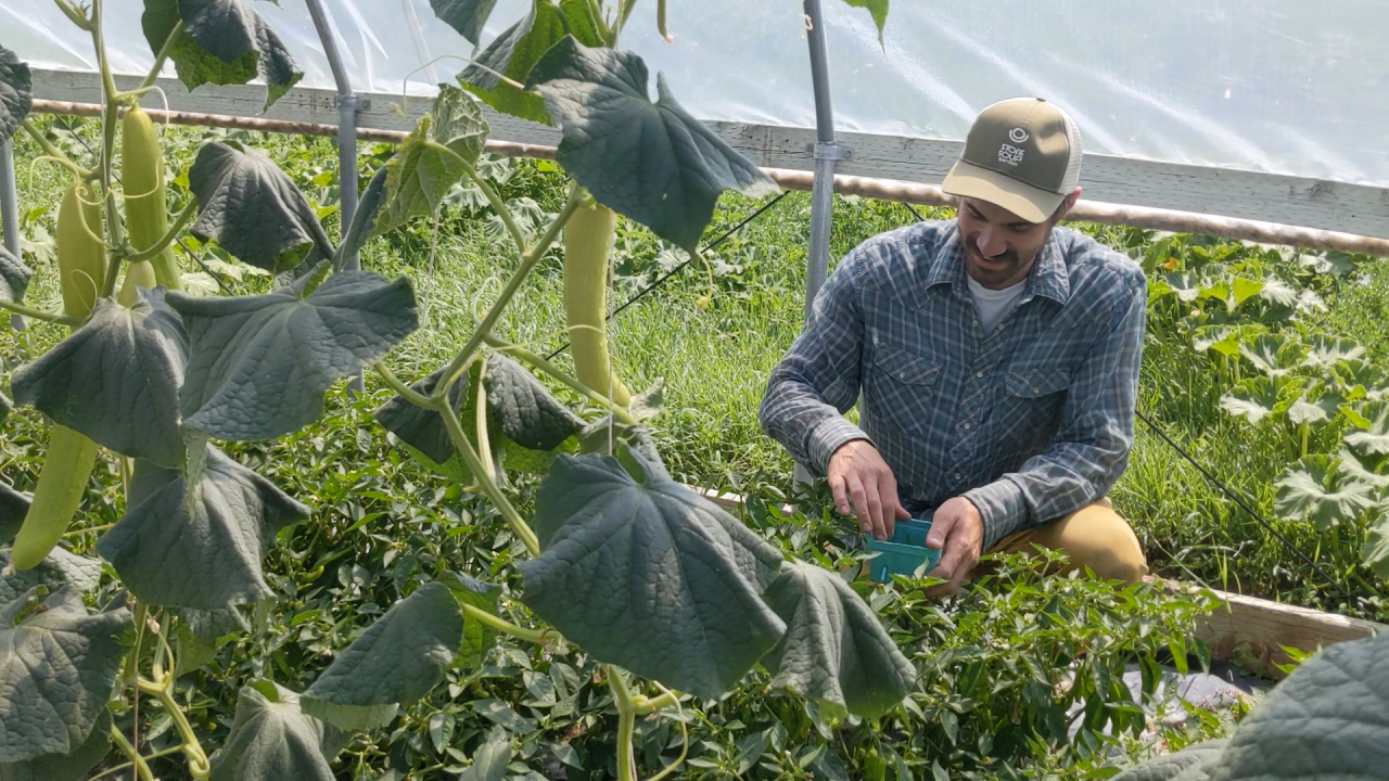 Patrick Certain picks shishito peppers at Stone Soup Garden in Laurel
