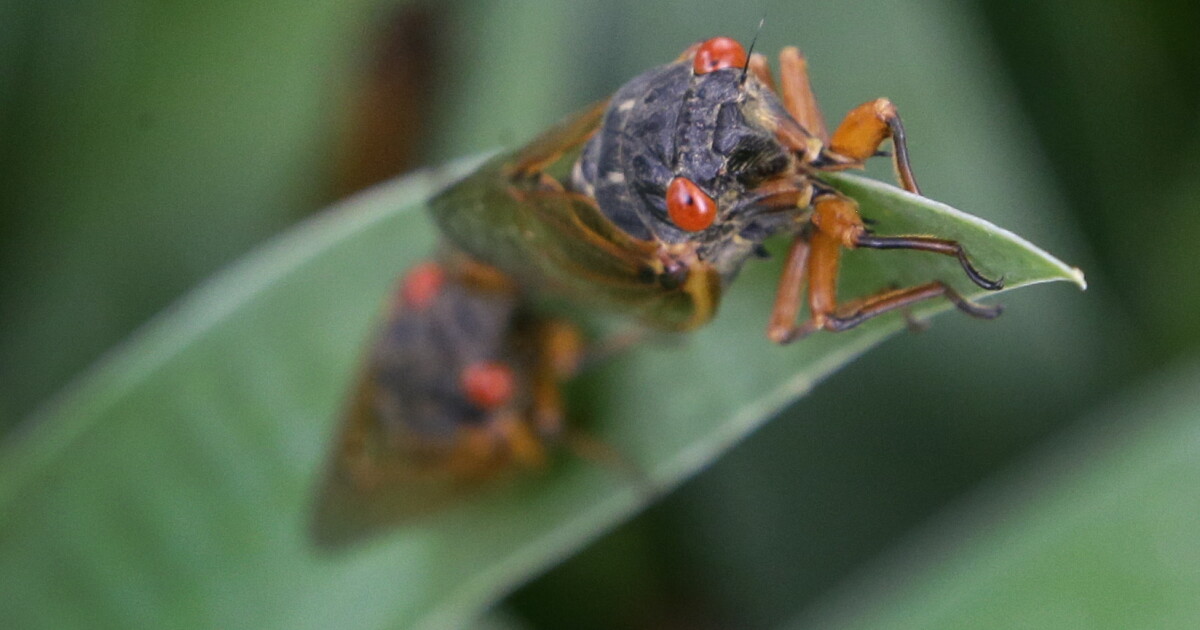 What to keep in mind for the safety of your pets as cicadas emerge - Vimarsana News