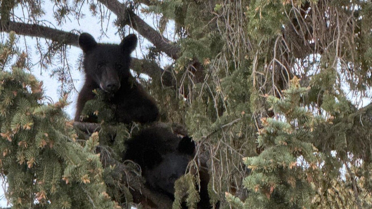 bbears.jpg