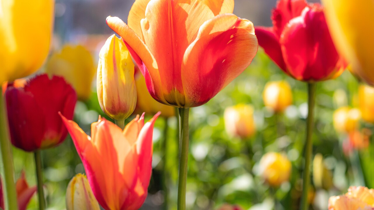 Tulip Time