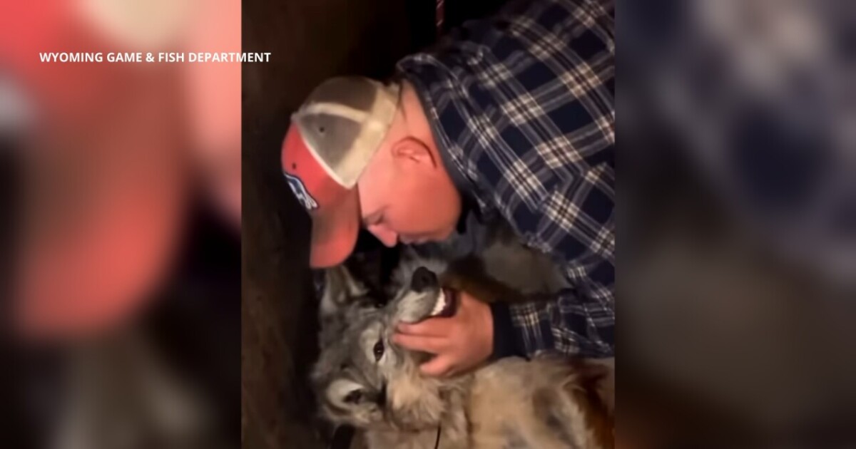 Wyoming man wants judge to dismiss wolf cruelty case