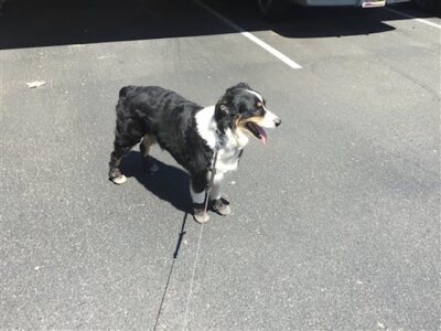 Phoenix bans dogs from trails during blazing heat