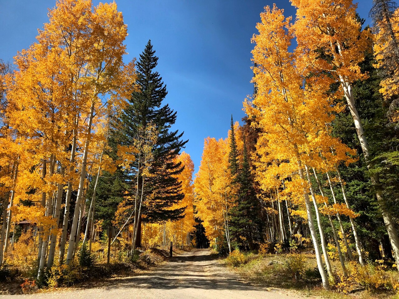 2020 aspens_Grand Mesa (photo by Stefan Pigorsch)