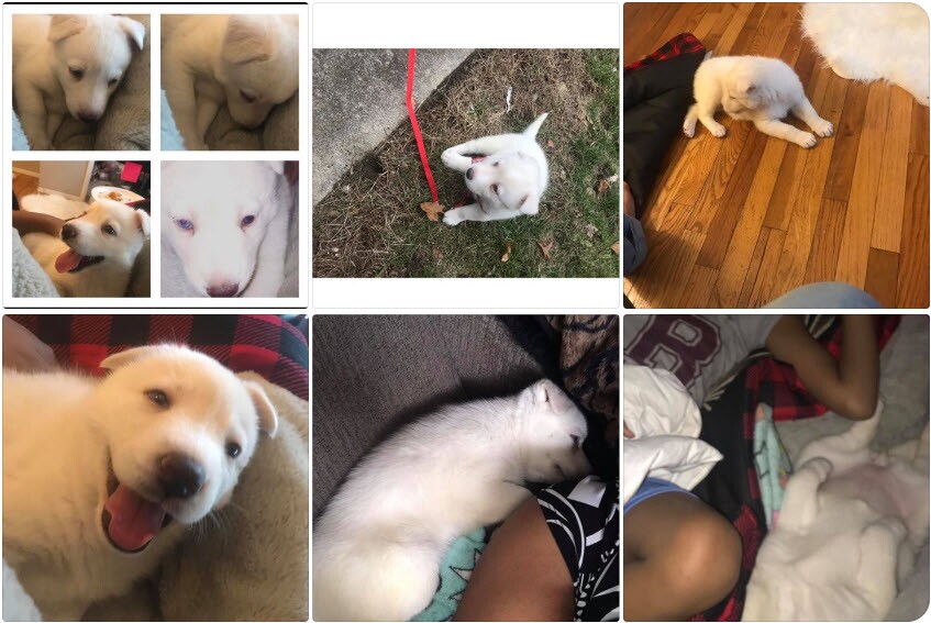 Westland Police Searching For Vehicle That May Know Location Of Missing Dog