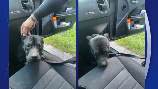 fhp dog.png