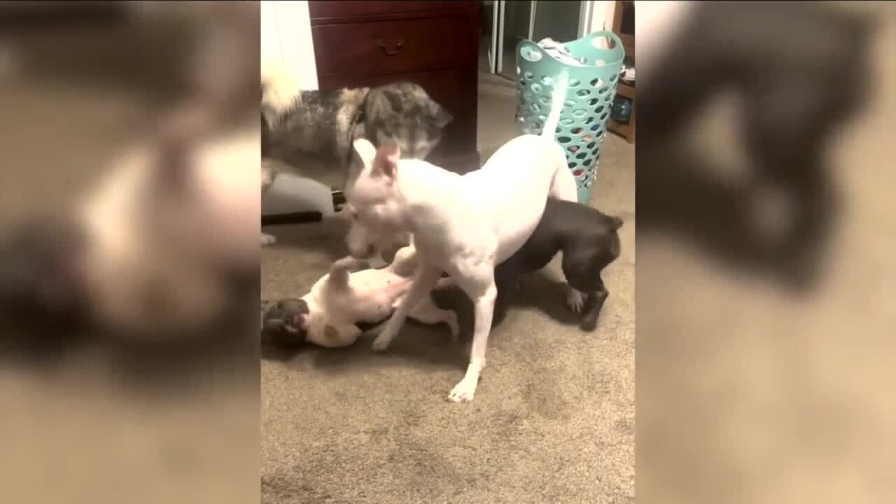 Da’stini and Clayton Brown had four dogs, including Kiba. Oct. 4, 2023