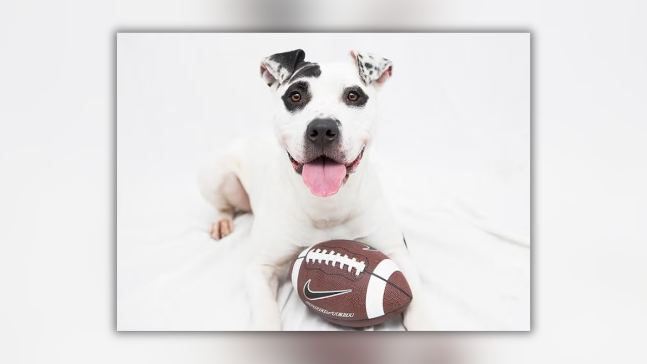 Pet adoption fees slashed at 15 Tulsa-area shelters through August 30