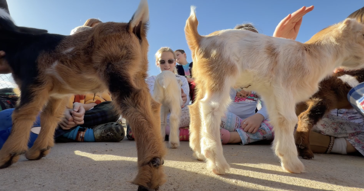 Colorado students get to meet four baby goats born two weeks ago on their school farm