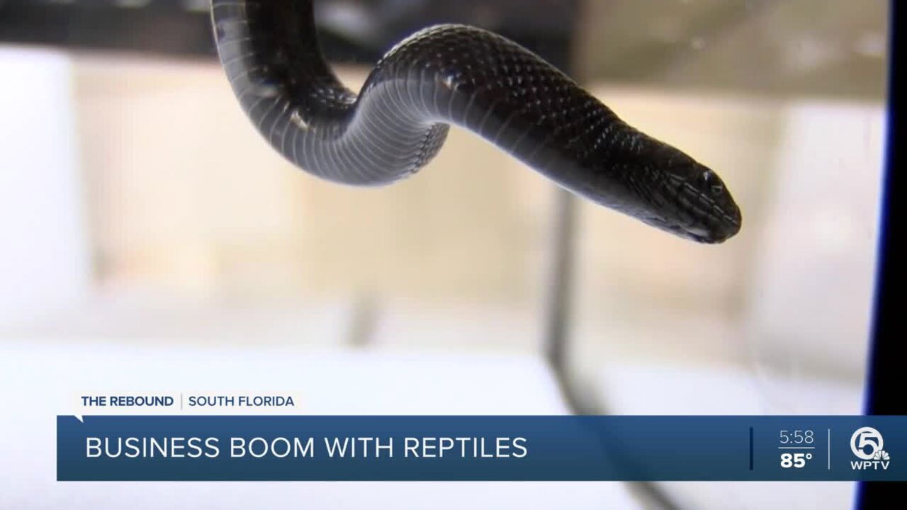 Boom in reptile sales