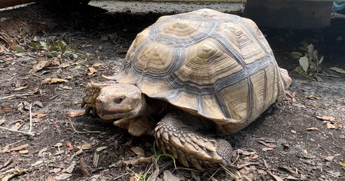 Tortoise helps local family escape floodwaters during Hurricane Idalia - Vimarsana News
