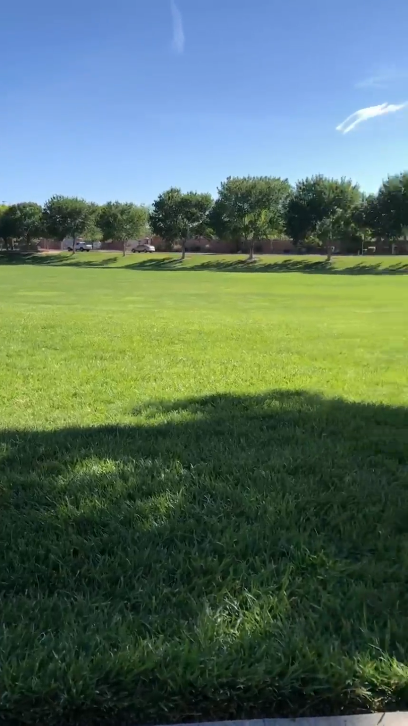 Sunridge Park trees