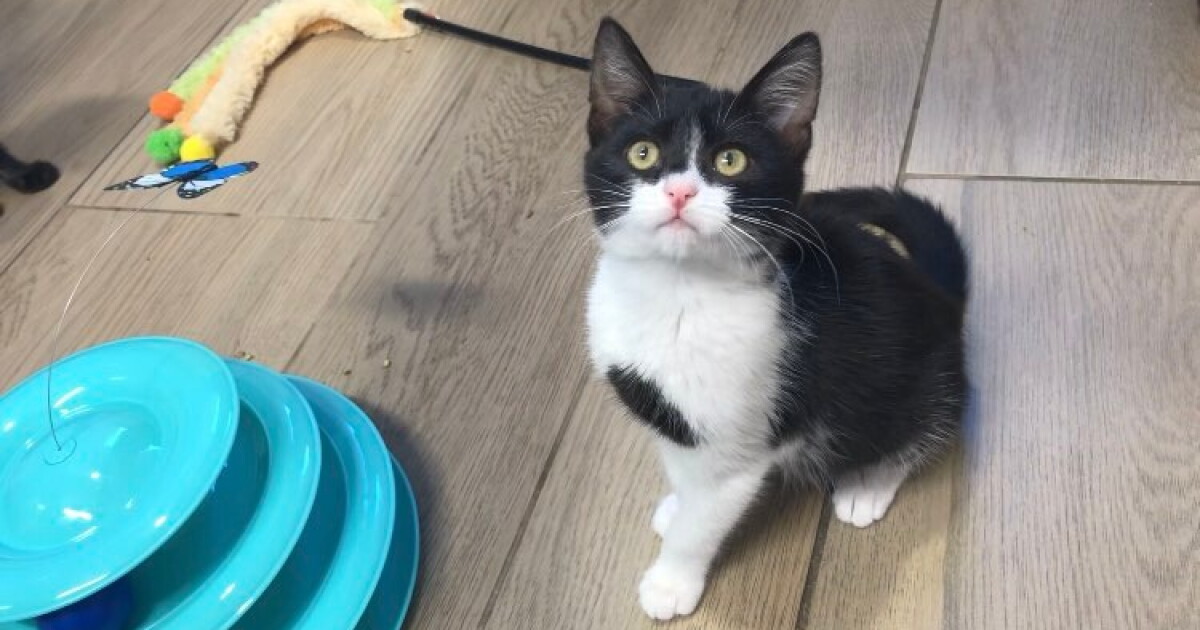 Woods Humane Society waives adoption fees in Dolly Parton's memory