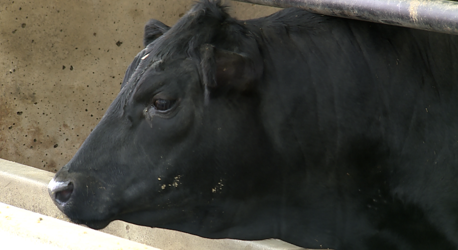 Hertzog Cattle