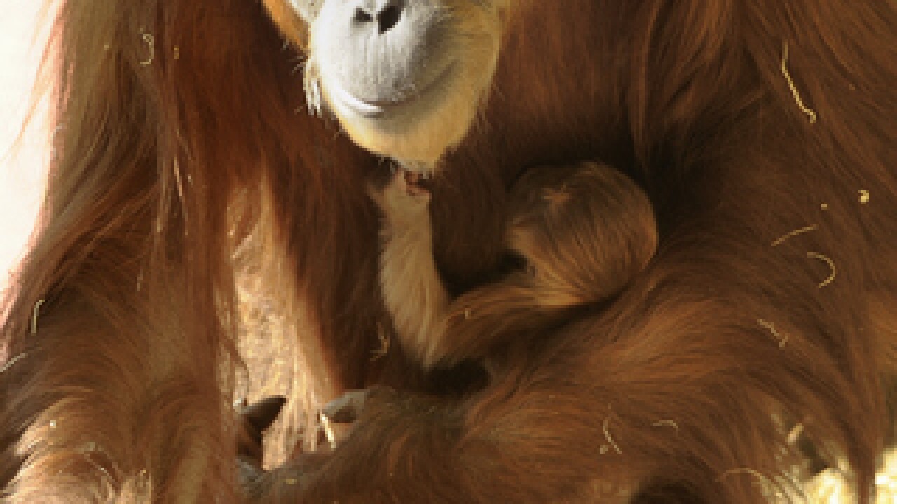 PHOTOS: Zoo welcomes adorable orangutan baby