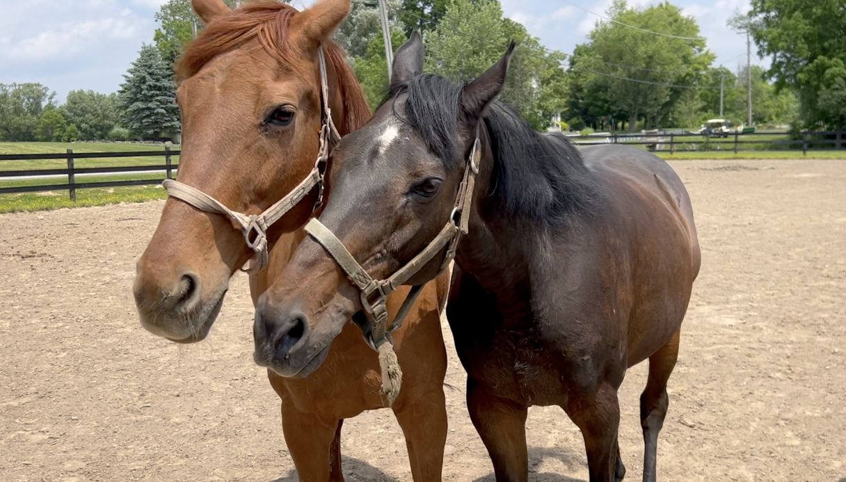 Horses at Spruce Meadow Farm