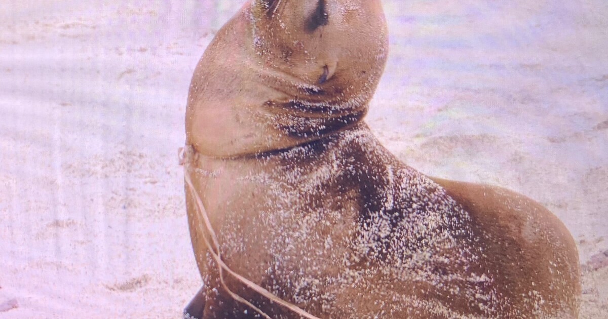 40% of sea lion pups have died at La Jolla Cove this year, advocates push for stronger enforcement