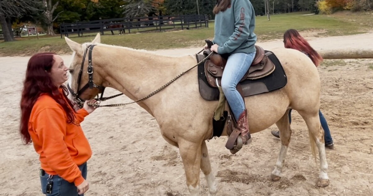 FOREVER HOME: Meet Ashlee! - Vimarsana News