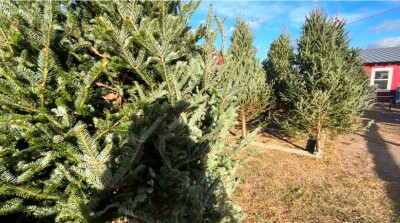 Chesapeake Business starts seeing Christmas tree crowd before Thanksgiving